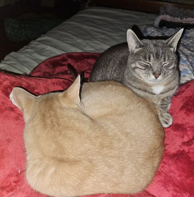 Chippy and P. Willow, photo 4