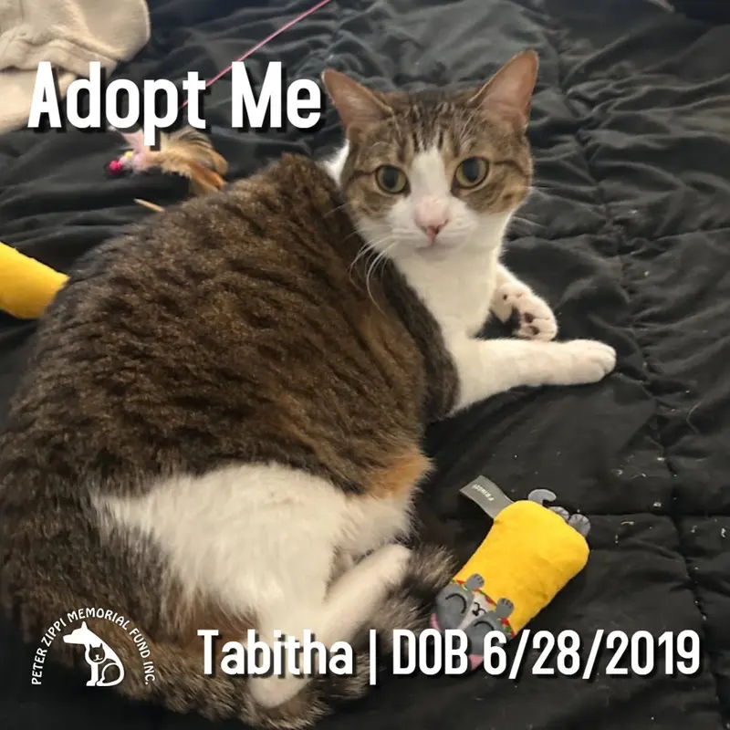 Tabitha, an adult female Tabby cat up for adoption