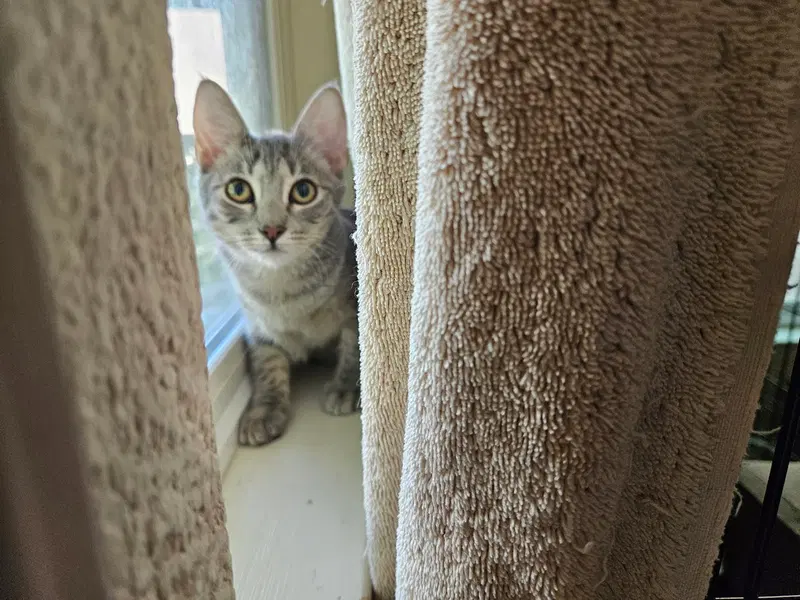 Ella, photo 4