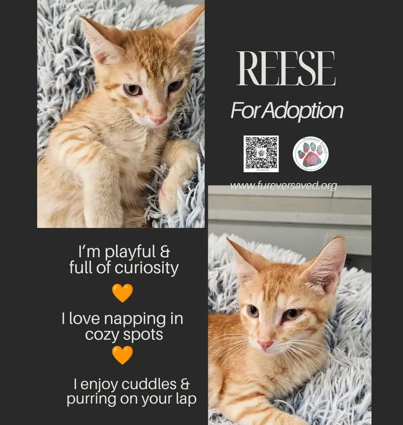Reese, a male kitten up for adoption