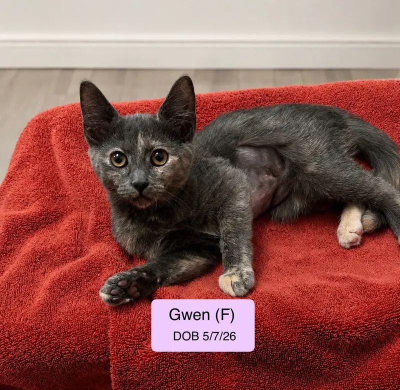Gwen, photo 2