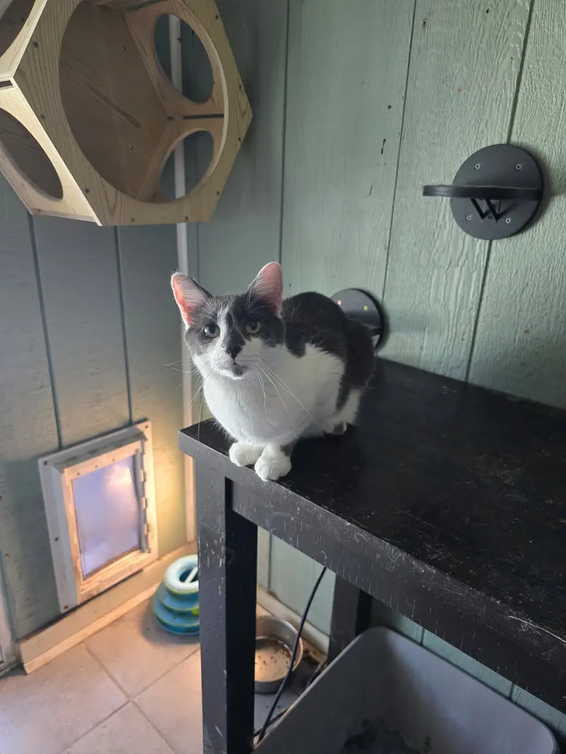 Fievel, photo 3