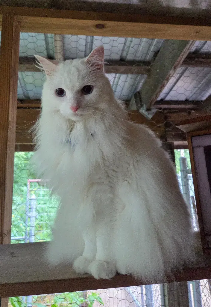 Eli, an adult male cat up for adoption