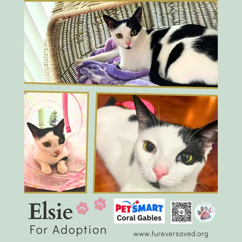 Elsie, a young female cat up for adoption