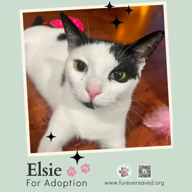 Elsie, photo 2