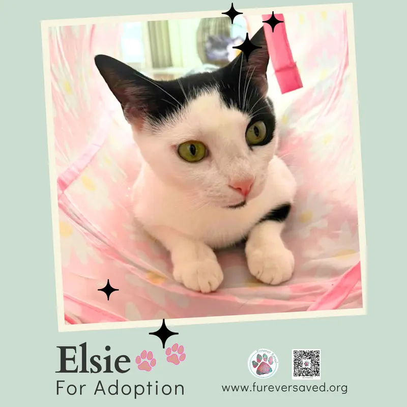 Elsie, photo 4