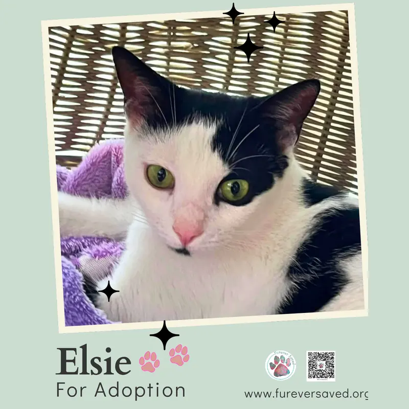 Elsie, photo 5