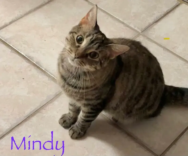 Mindy, photo 3