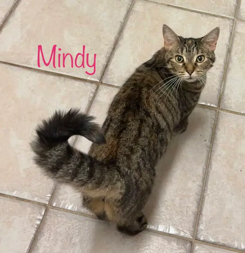 Mindy, photo 4