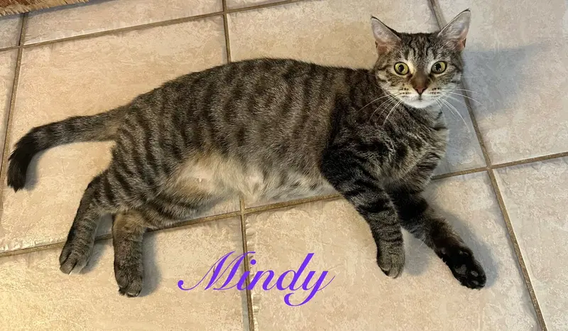 Mindy, photo 5