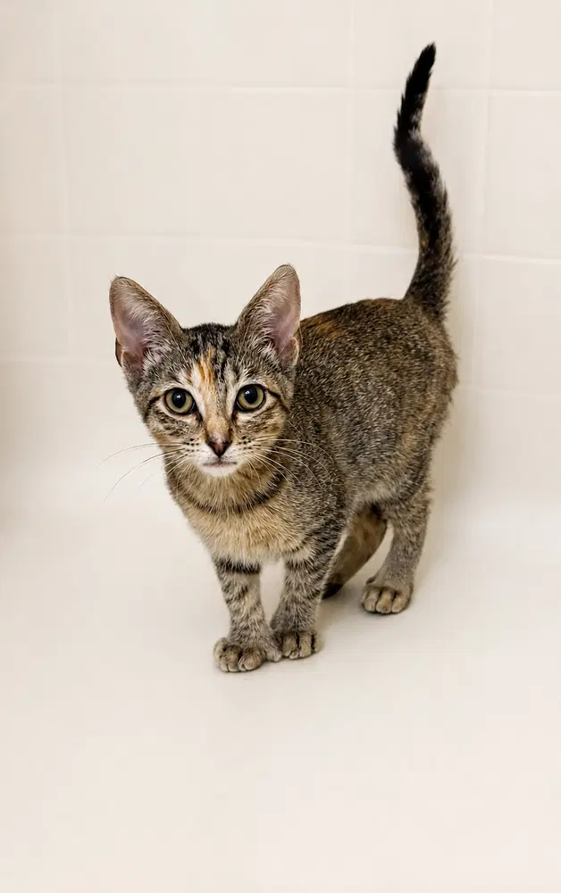 Tempurra, a female Extra-Toes Cat (Hemingway Polydactyl) kitten up for adoption