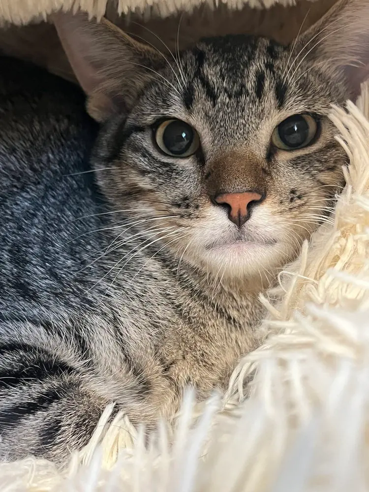 Festival, a young male cat up for adoption