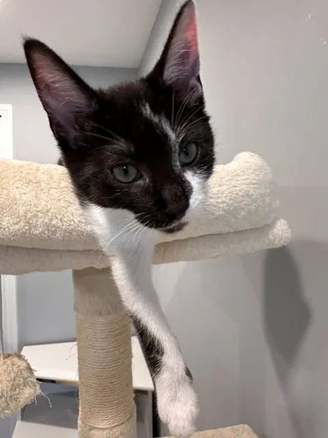 Watch the video of Koa