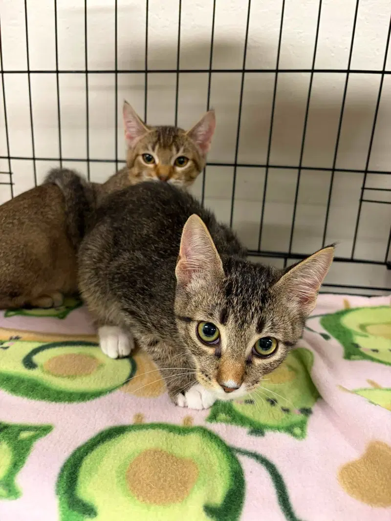 Princess Donut and Carl, photo 2