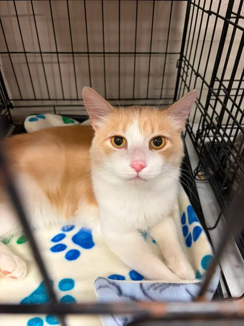 Thor, an adult male cat up for adoption