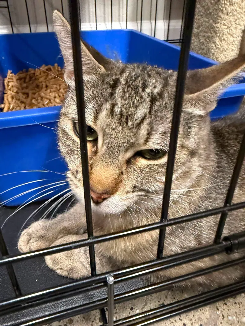 Natalie, a young female Tabby cat up for adoption