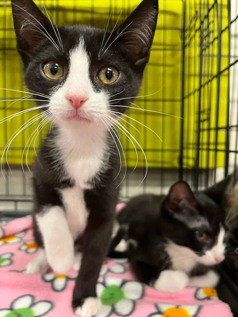 Ducky and Petrie, female Tuxedo kittens up for adoption