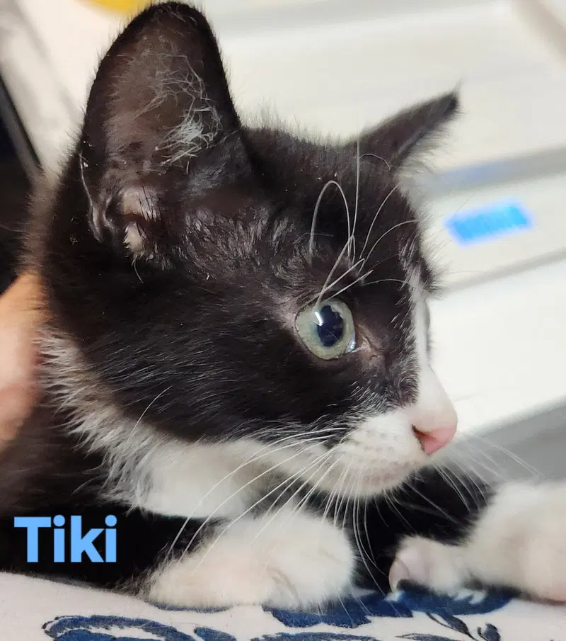 Tiki, photo 4