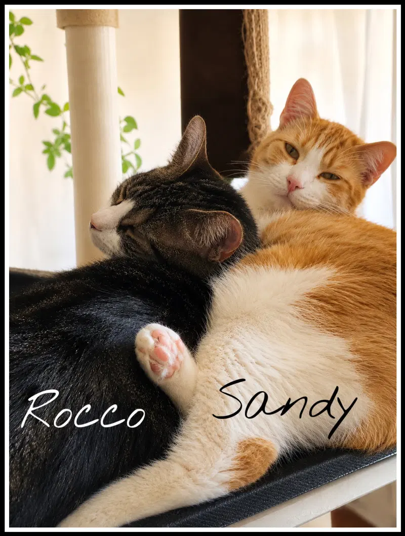 Sandy w/Rocco, photo 4