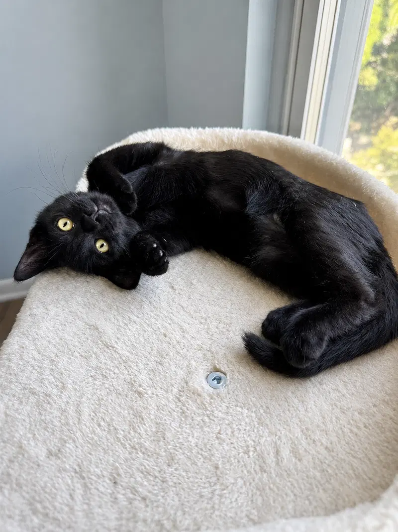 Crowe, Willow Grove Area,, a male kitten up for adoption