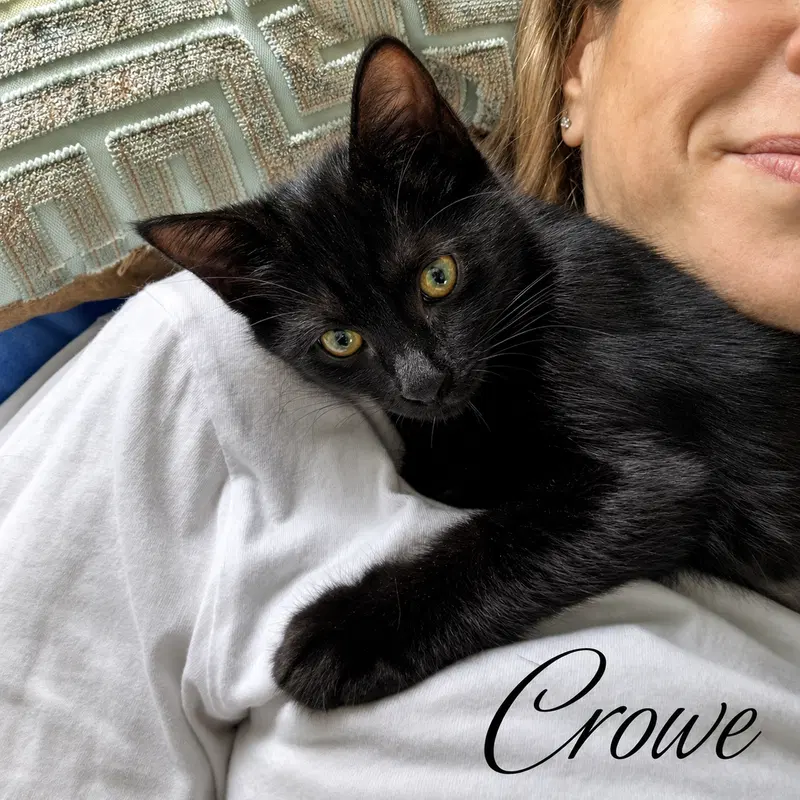 Crowe, Willow Grove Area,, photo 2