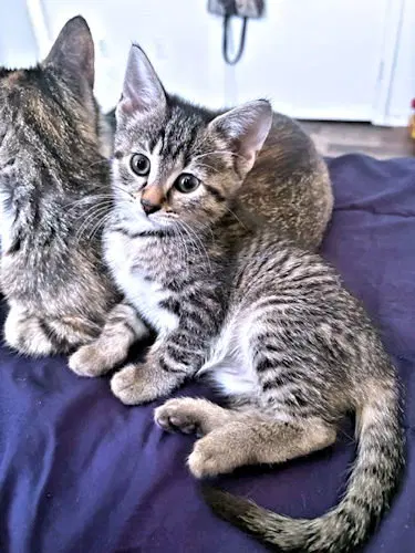 Stella, photo 2