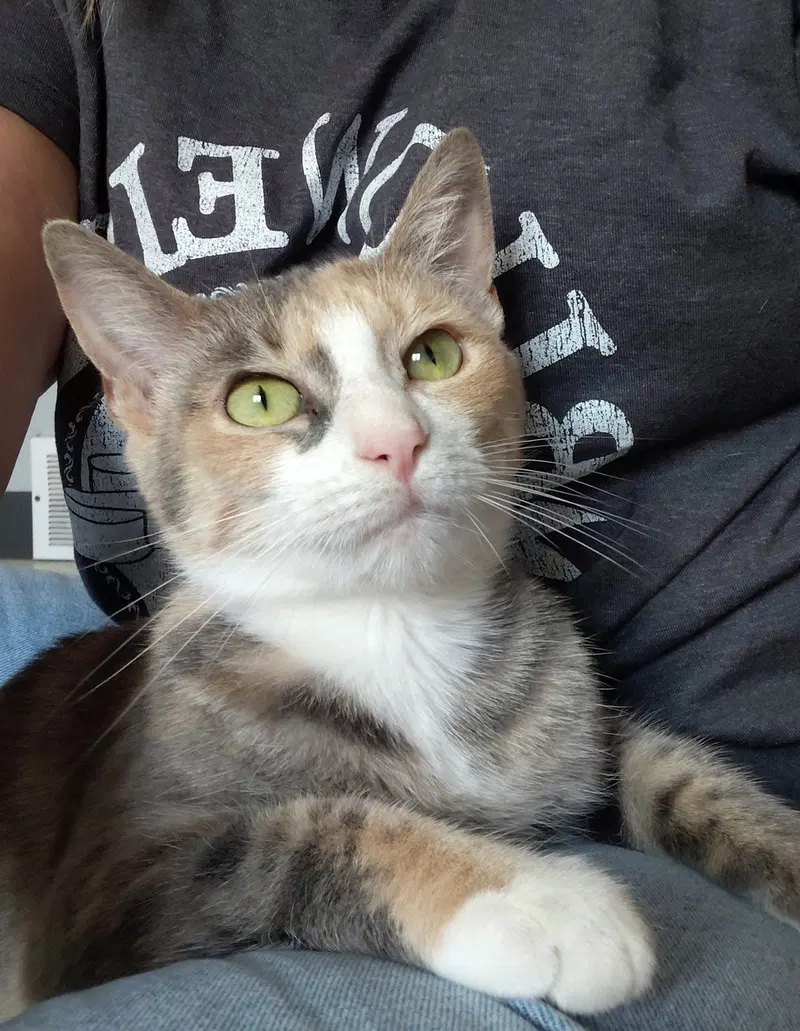 Jasmine, photo 4
