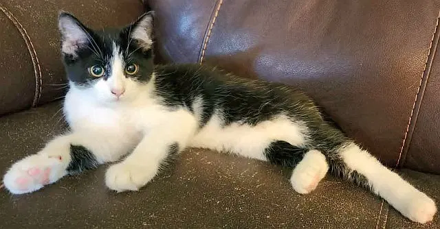Howie, a male kitten up for adoption