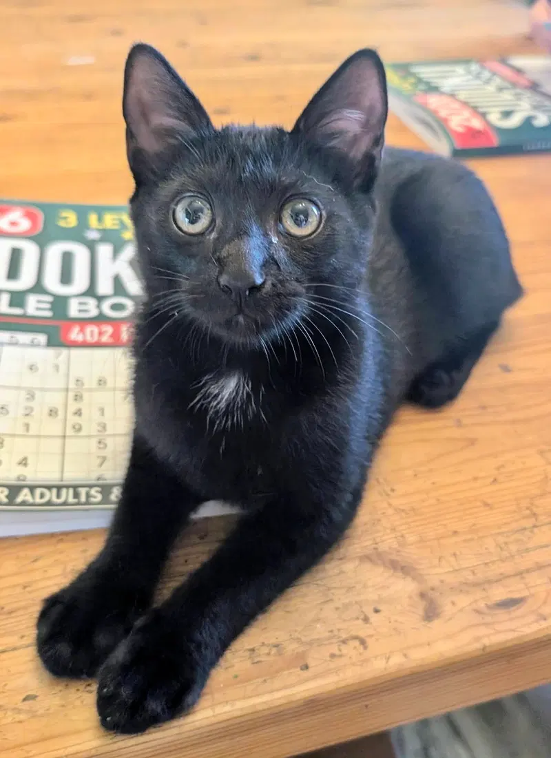 Obsydian, a male Bombay kitten up for adoption
