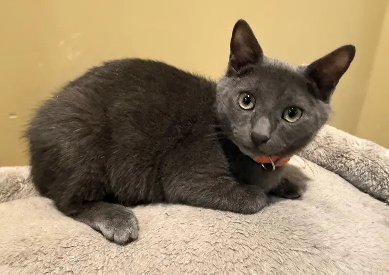 Charcoal not at the Shelter, photo 2