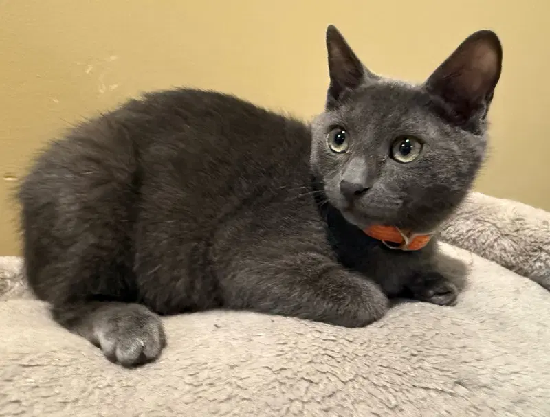 Charcoal not at the Shelter, photo 6