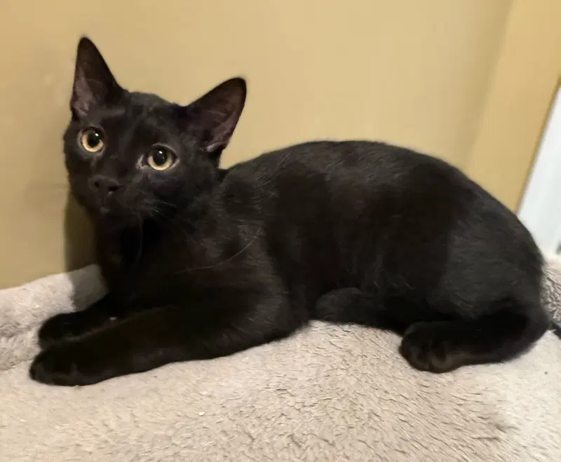 Frankenstein not at the shelter, photo 3