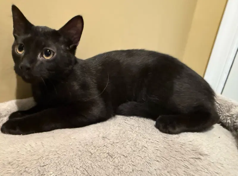 Frankenstein not at the shelter, photo 8