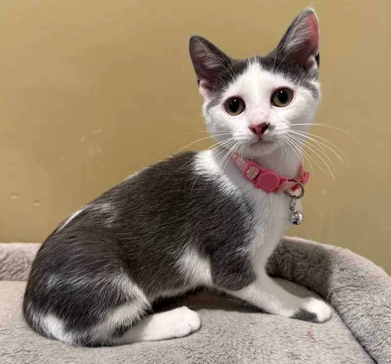 Tumbles-Not at the shelter, photo 3