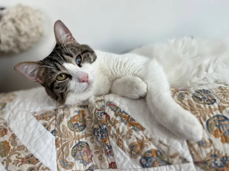 Felicity, a female kitten up for adoption