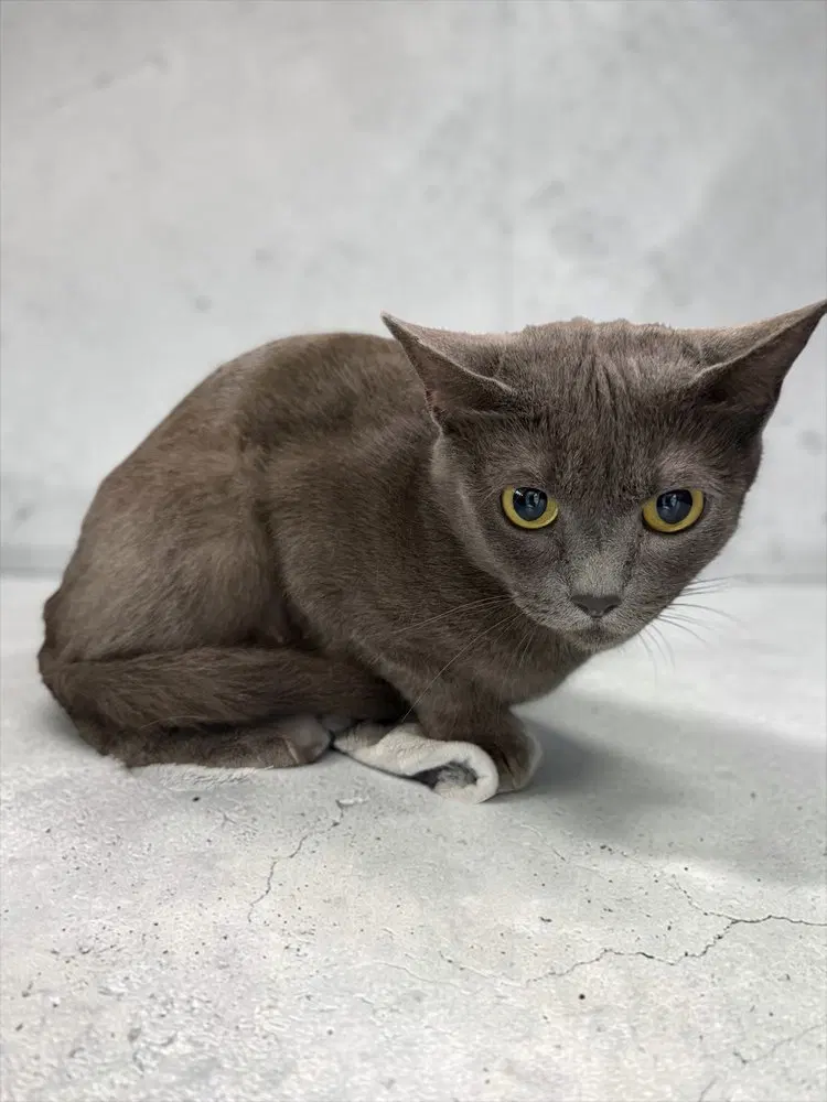 Tiara, an adult female Russian Blue cat up for adoption