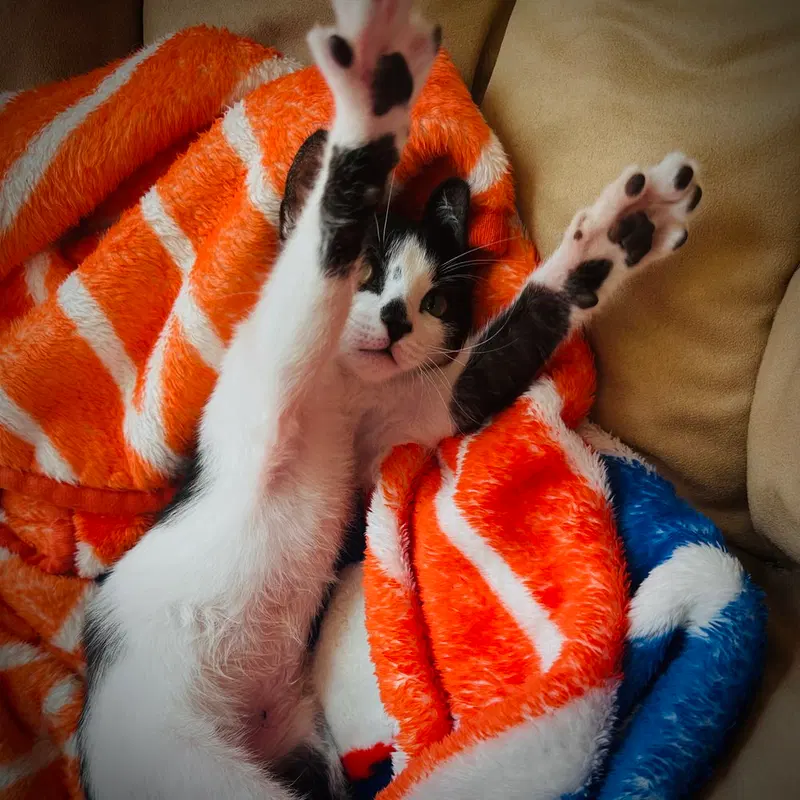 Pip, photo 2