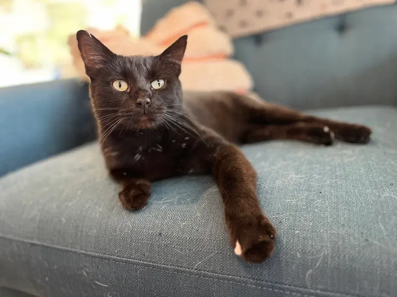 Giancarlo, an adult male cat up for adoption