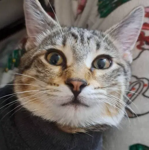 Finch, a male kitten up for adoption