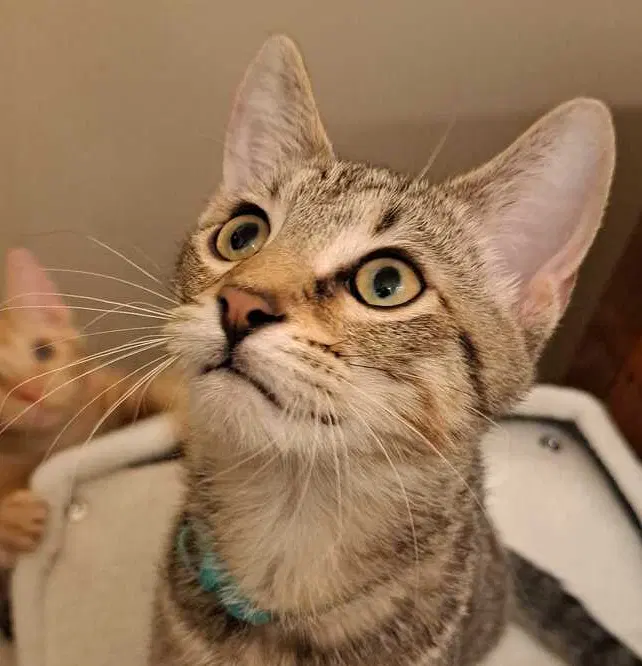 Robin, a male kitten up for adoption