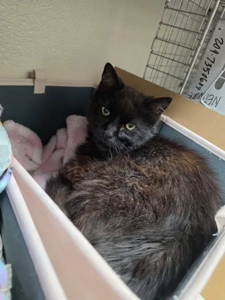 Teddy, a senior male cat up for adoption