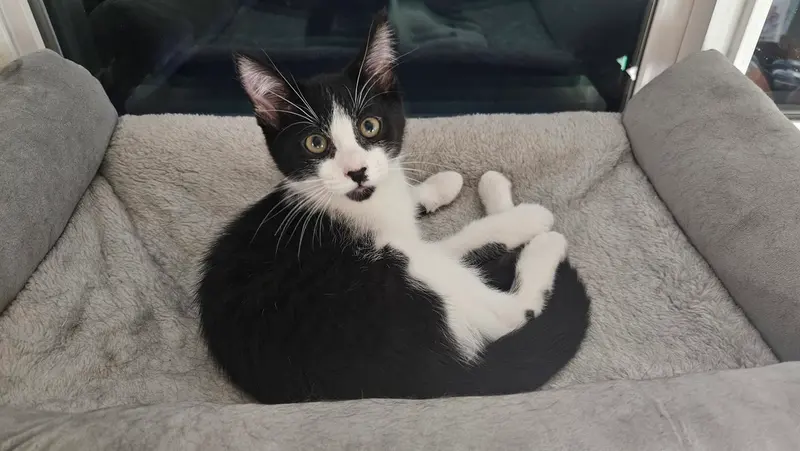 Beethoven, a male kitten up for adoption
