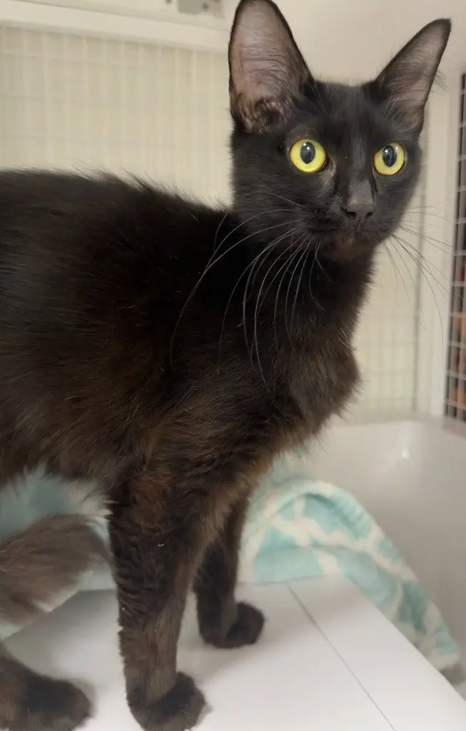 Sabrina, a young female cat up for adoption