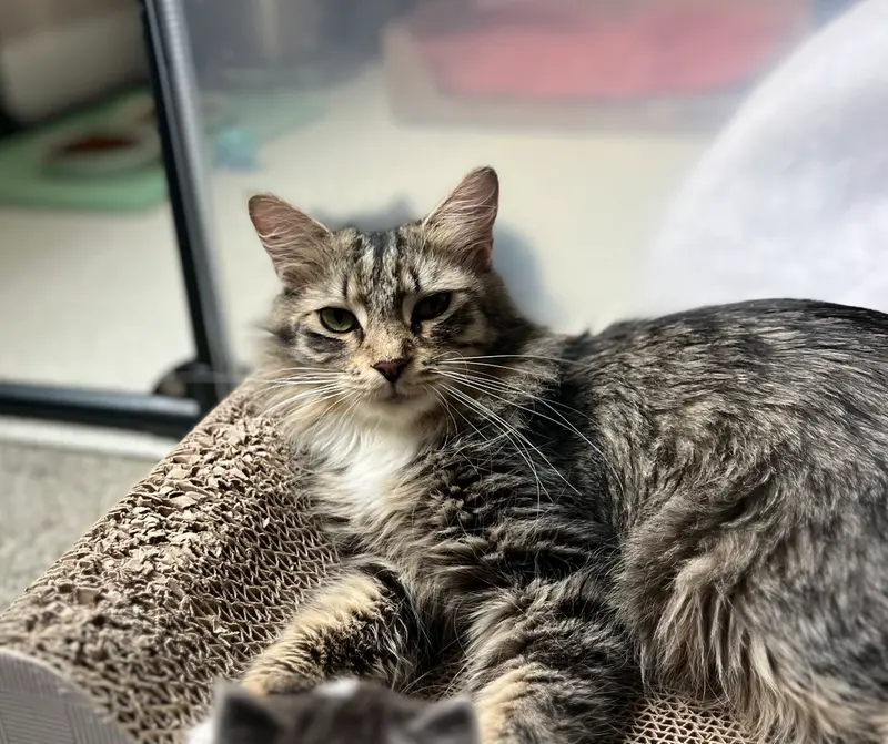 Birdie, a young female cat up for adoption