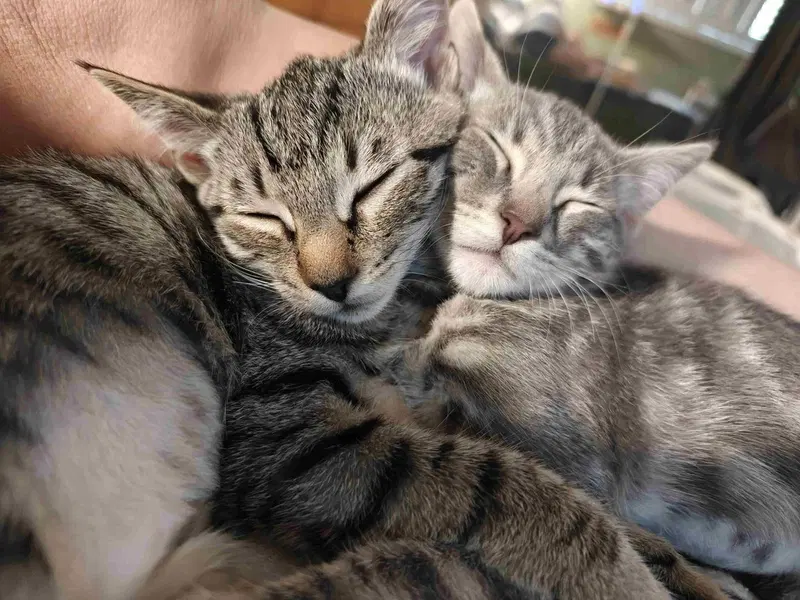 Kitten Uno, photo 4