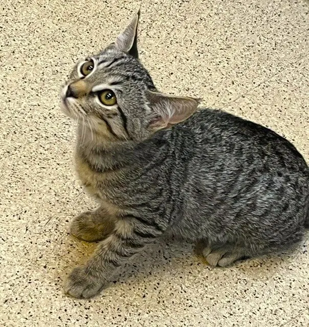 Kitten Uno, photo 2