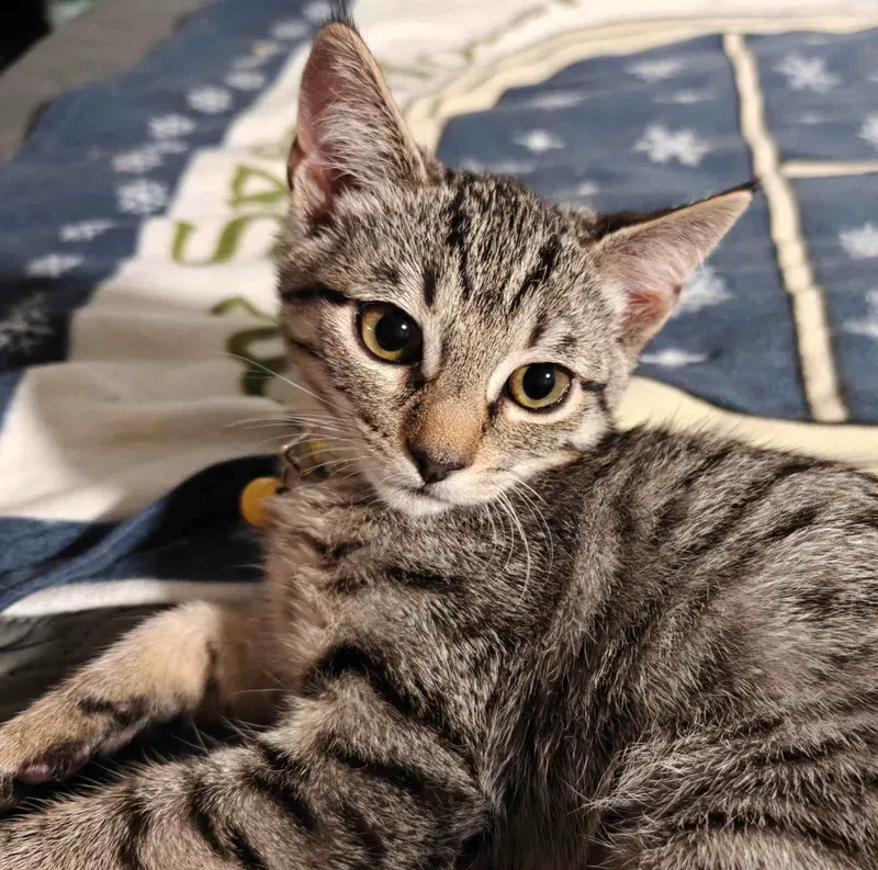 Kitten Uno, a female kitten up for adoption