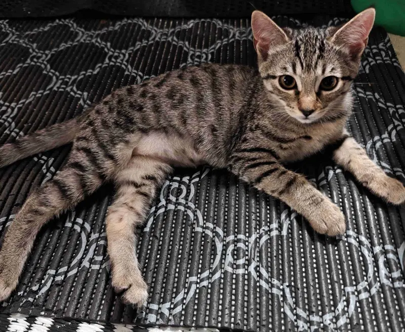 Kitten Uno, photo 3