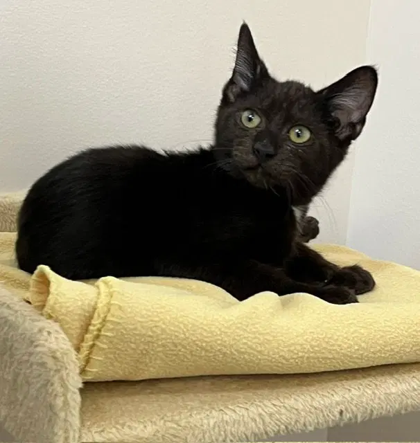 Kitten Poncho, photo 4