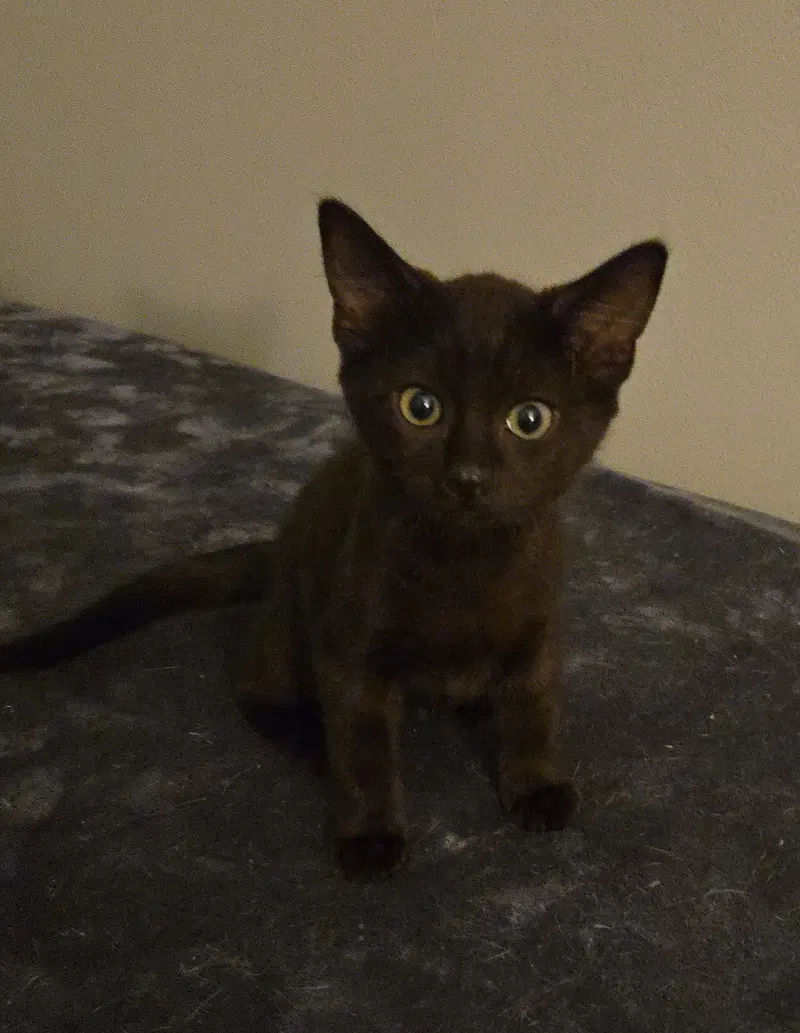 Mitchell, a male kitten up for adoption